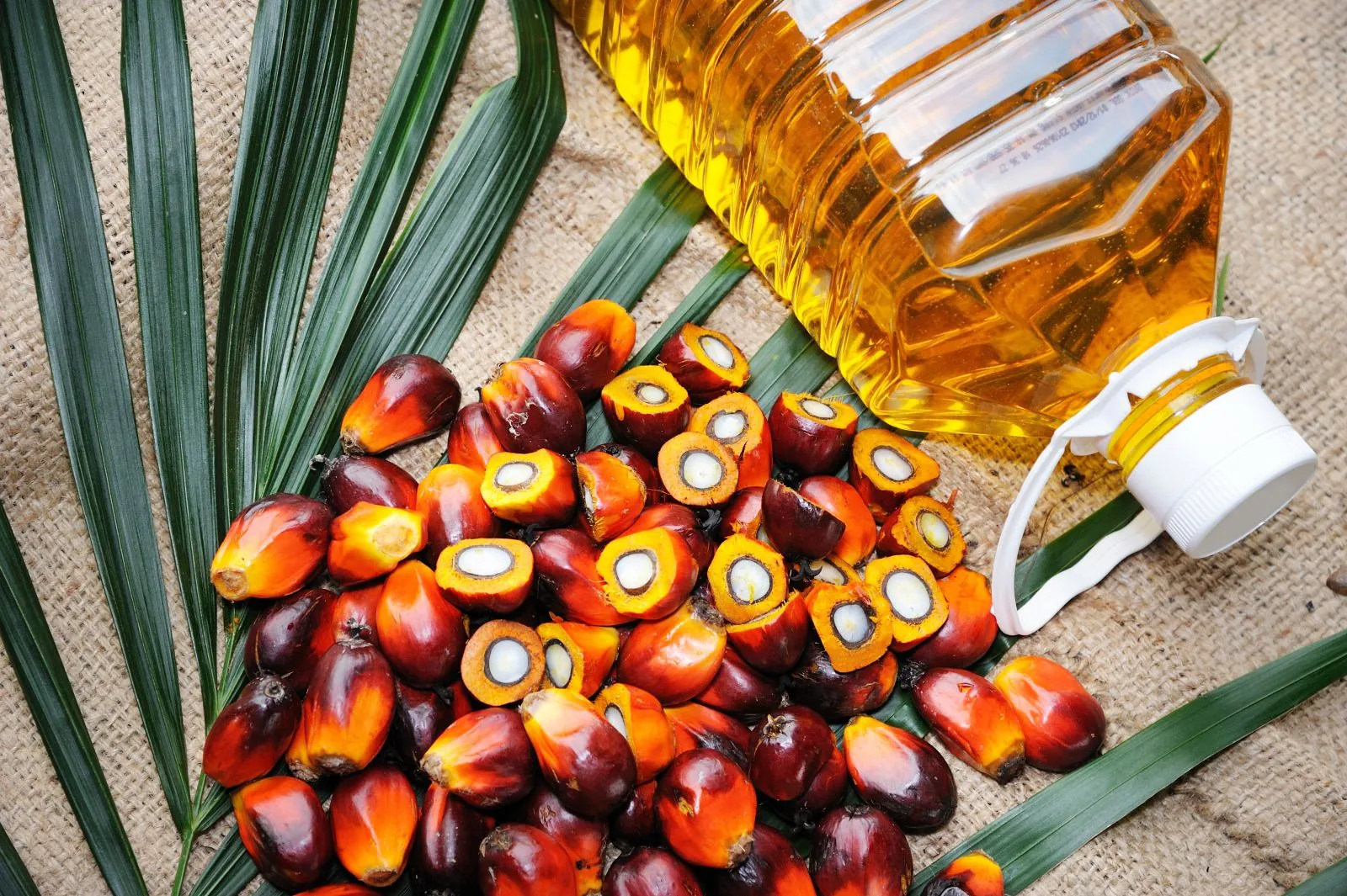 Oil palm fruitlets beside a bottle of golden refined palm oil