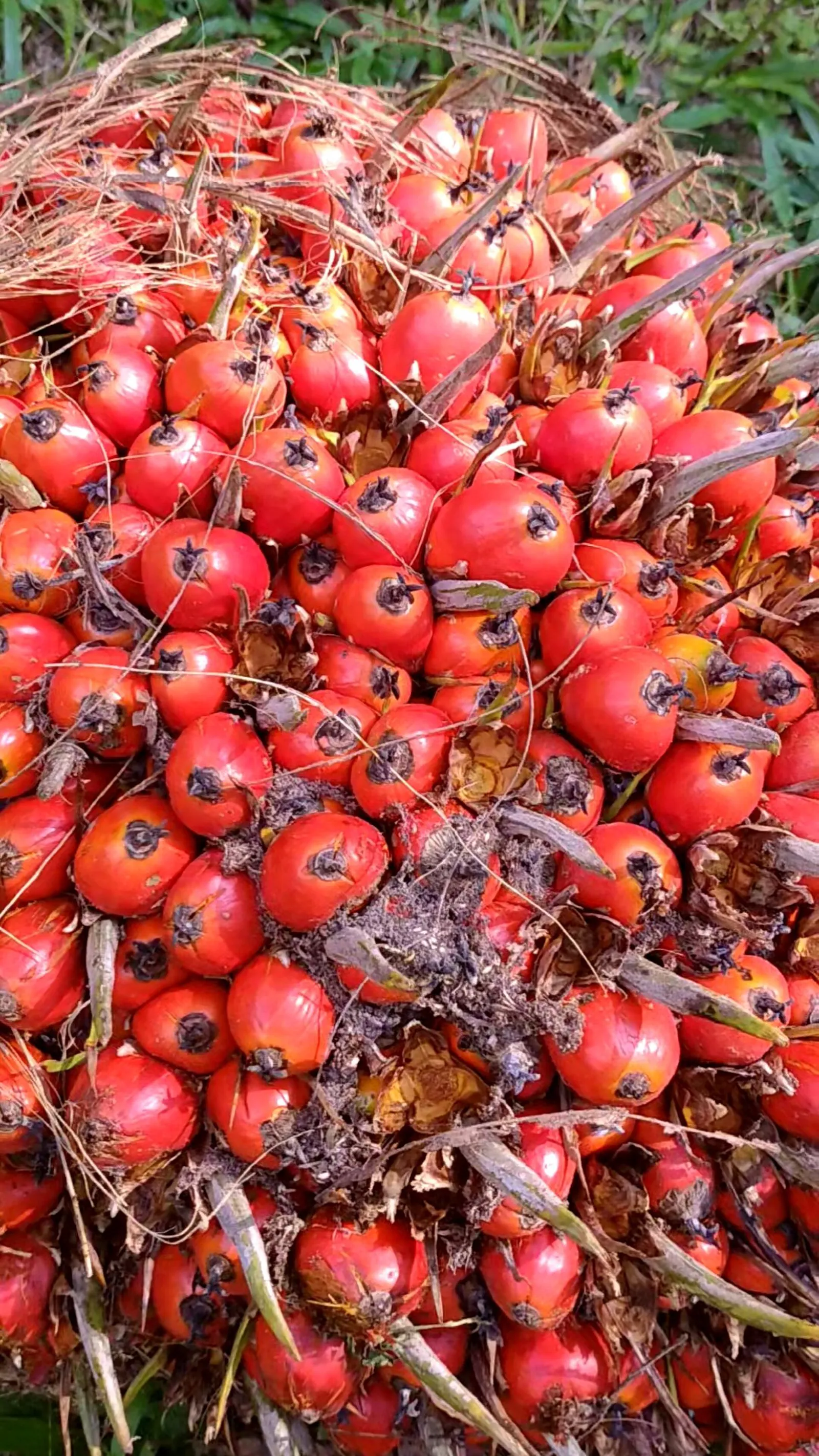 Close-up of a ripe oil palm fresh fruit bunch with bright red-orange fruitlets
