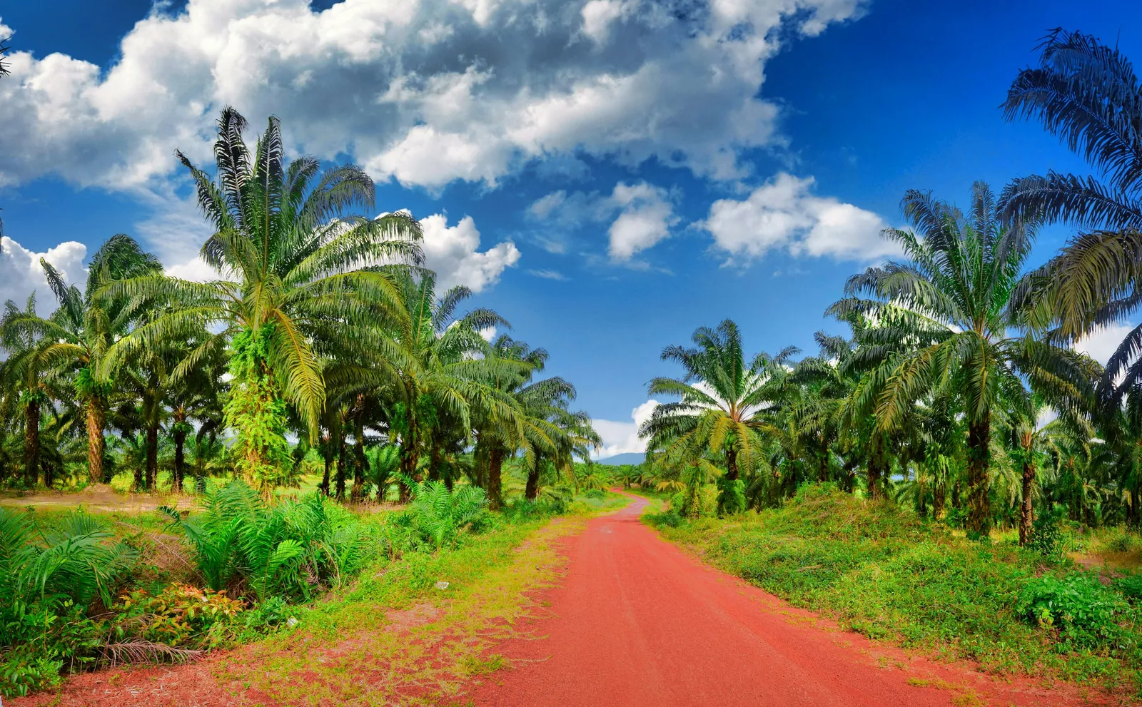 Red laterite road running through a bright green oil palm plantation